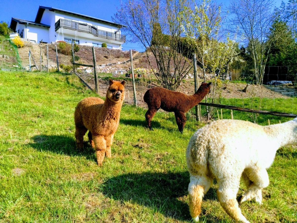 Ferienwohnung Alpaka Blick Schneppenbach Exterior foto